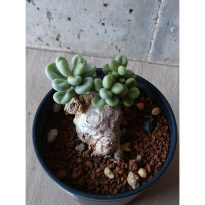 【現品限り】チレコドン ボドレイアエ e104 202112 Tylecodon