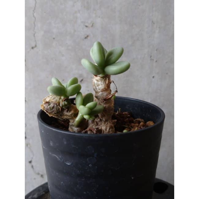 【現品限り】チレコドン ボドレイアエ e105 202112 Tylecodon