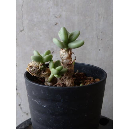 【現品限り】チレコドン ボドレイアエ e105 202112 Tylecodon