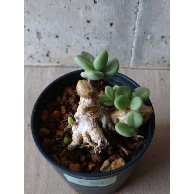 【現品限り】チレコドン ボドレイアエ e105 202112 Tylecodon