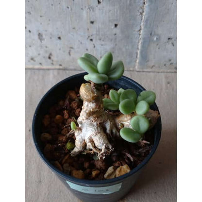 【現品限り】チレコドン ボドレイアエ e105 202112 Tylecodon