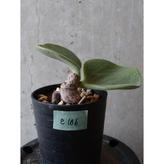 【現品限り】チレコドン アトロプルプレウス e106 202112 Tylecodon