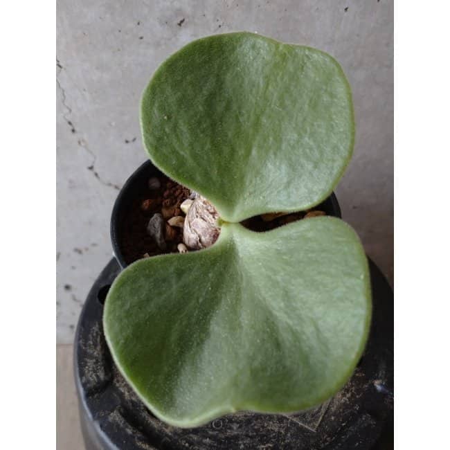 【現品限り】チレコドン アトロプルプレウス e106 202112 Tylecodon