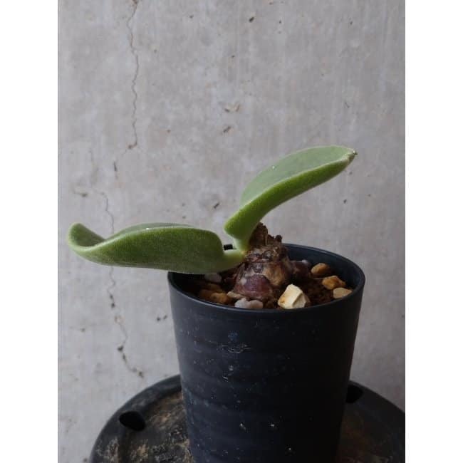 【現品限り】チレコドン アトロプルプレウス e106 202112 Tylecodon