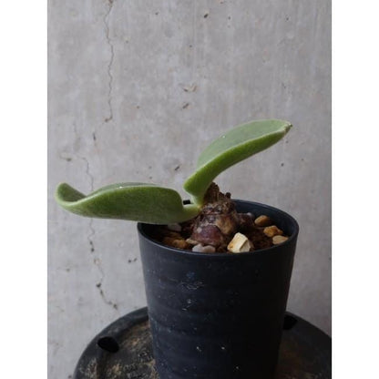 【現品限り】チレコドン アトロプルプレウス e106 202112 Tylecodon