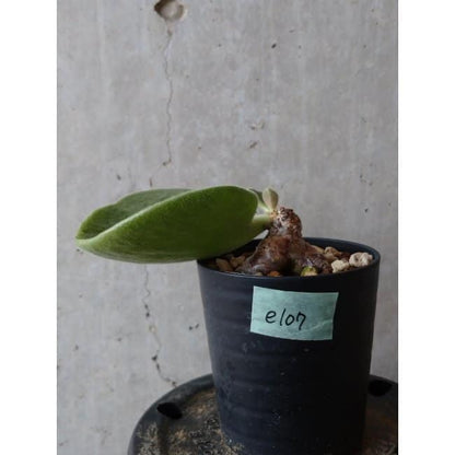 【現品限り】チレコドン アトロプルプレウス e107 202112 Tylecodon