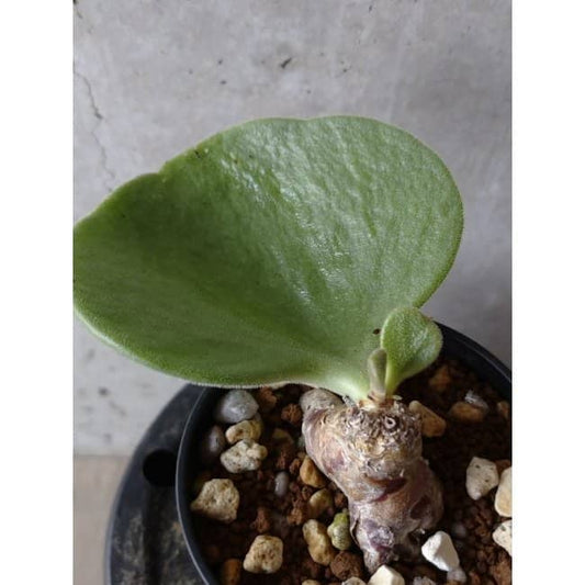 【現品限り】チレコドン アトロプルプレウス e107 202112 Tylecodon