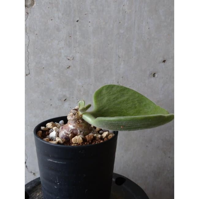 【現品限り】チレコドン アトロプルプレウス e107 202112 Tylecodon