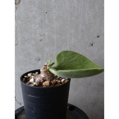 【現品限り】チレコドン アトロプルプレウス e107 202112 Tylecodon