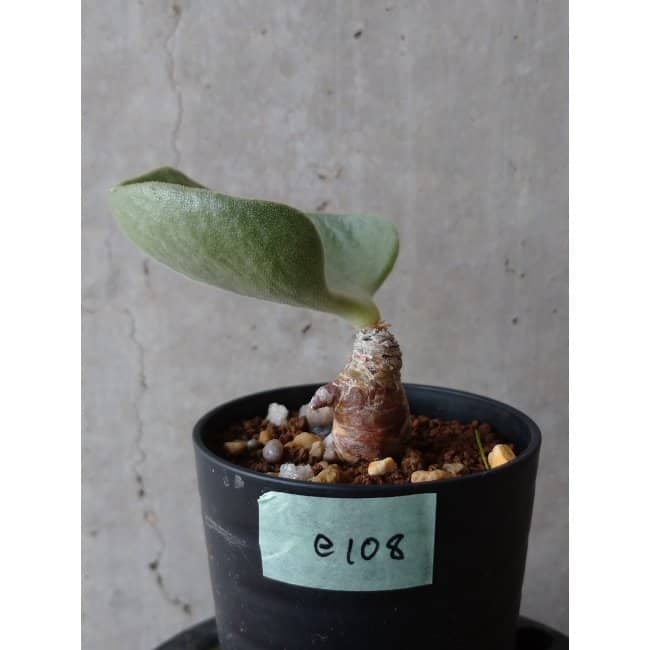 現品限り】チレコドン アトロプルプレウス e108 202112 Tylecodon 塊根