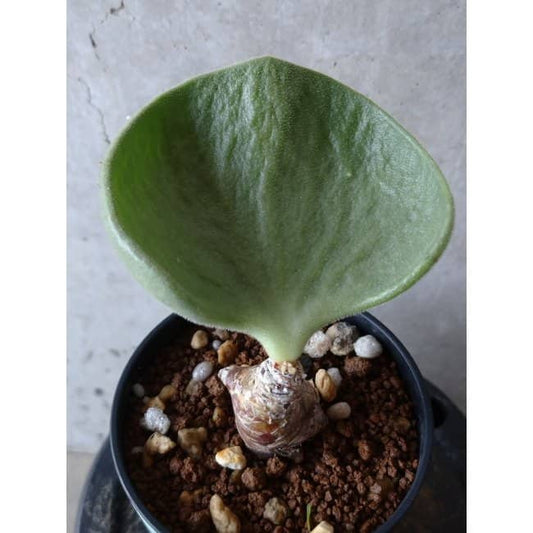 【現品限り】チレコドン アトロプルプレウス e108 202112 Tylecodon