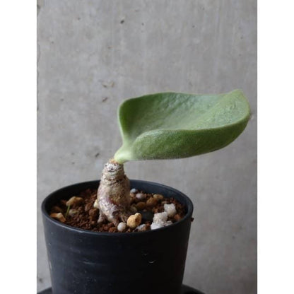 【現品限り】チレコドン アトロプルプレウス e108 202112 Tylecodon