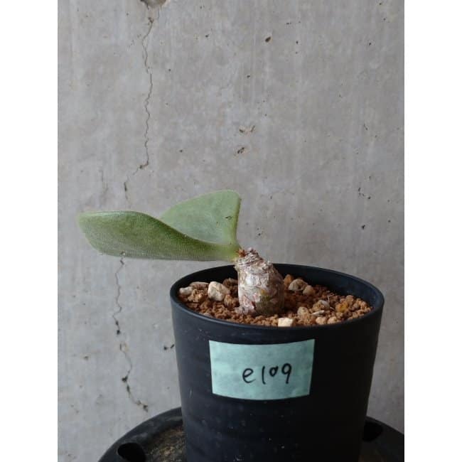 【現品限り】チレコドン アトロプルプレウス e109 202112 Tylecodon