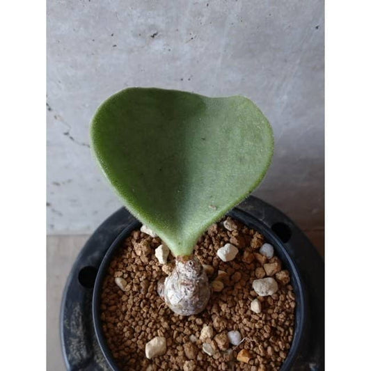 【現品限り】チレコドン アトロプルプレウス e109 202112 Tylecodon