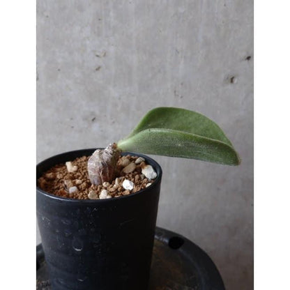 【現品限り】チレコドン アトロプルプレウス e109 202112 Tylecodon