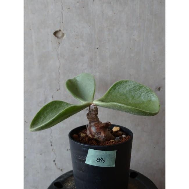 【現品限り】チレコドン アトロプルプレウス e110 202112 Tylecodon