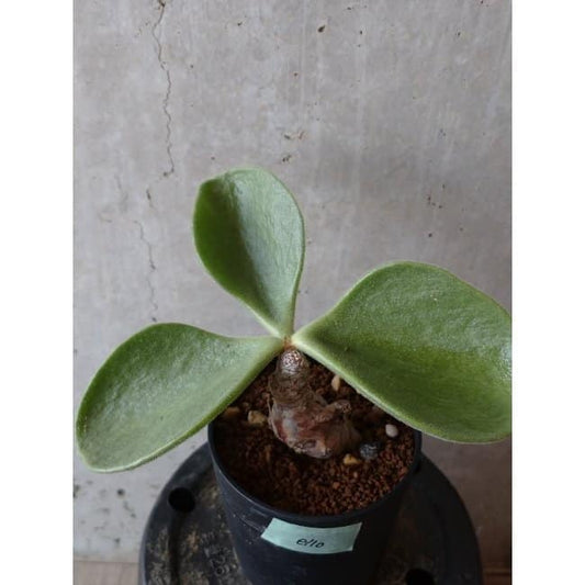 【現品限り】チレコドン アトロプルプレウス e110 202112 Tylecodon