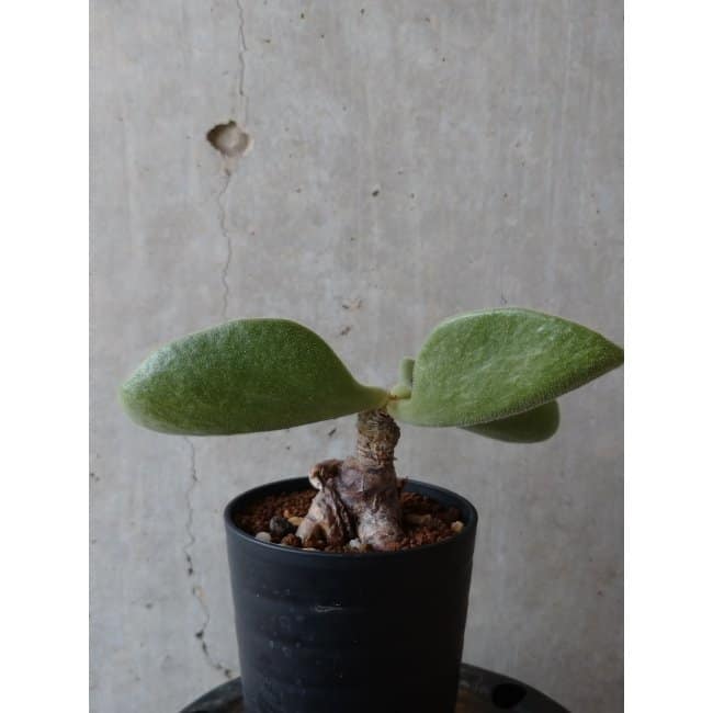 【現品限り】チレコドン アトロプルプレウス e110 202112 Tylecodon