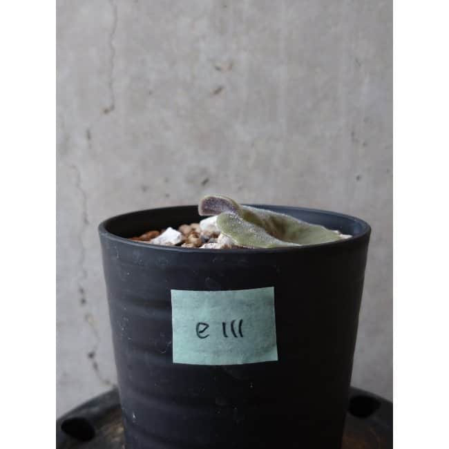 【現品限り】チレコドン・シングラリス e111 202112 Tylecodon