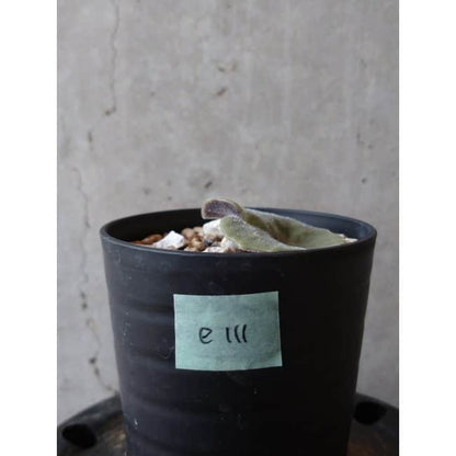 【現品限り】チレコドン・シングラリス e111 202112 Tylecodon