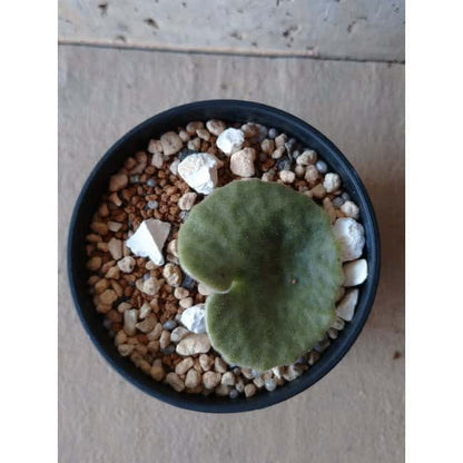 【現品限り】チレコドン・シングラリス e111 202112 Tylecodon