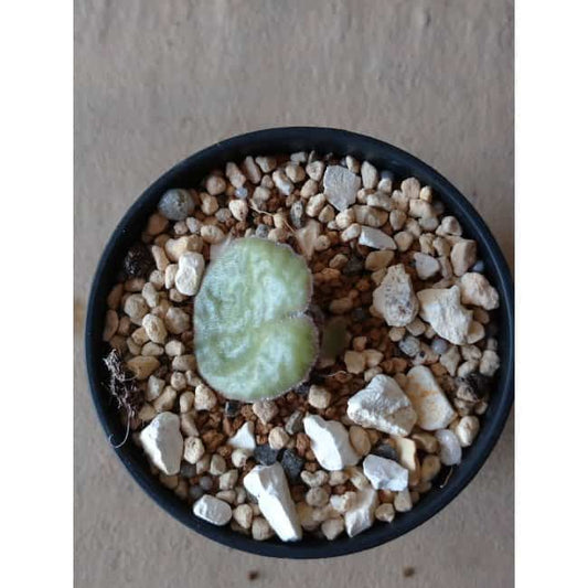 【現品限り】チレコドン・シングラリス e112 202112 Tylecodon