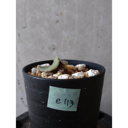 【現品限り】チレコドン・シングラリス e113 202112 Tylecodon