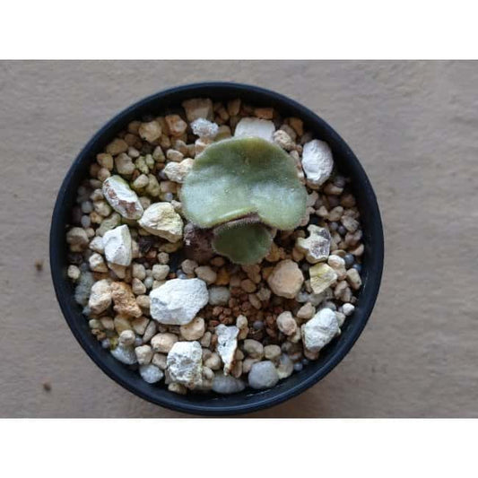 【現品限り】チレコドン・シングラリス e113 202112 Tylecodon