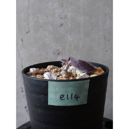 【現品限り】チレコドン・シングラリス e114 202112 Tylecodon