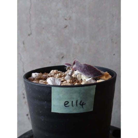 【現品限り】チレコドン・シングラリス e114 202112 Tylecodon