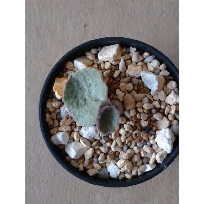 【現品限り】チレコドン・シングラリス e114 202112 Tylecodon