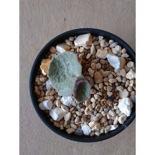 【現品限り】チレコドン・シングラリス e114 202112 Tylecodon