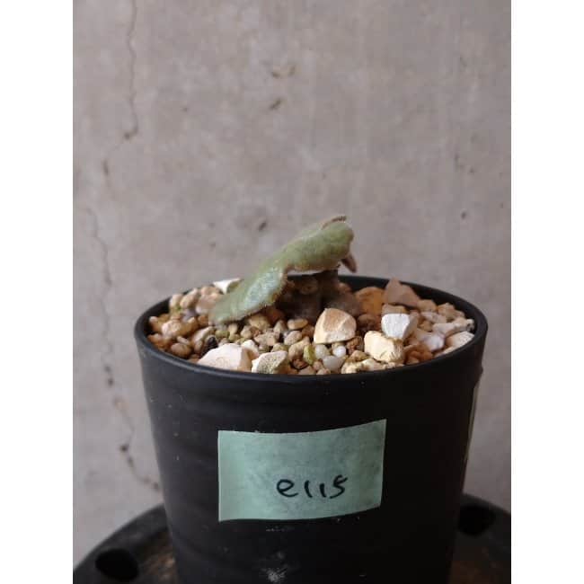 【現品限り】チレコドン・シングラリス e115 202112 Tylecodon