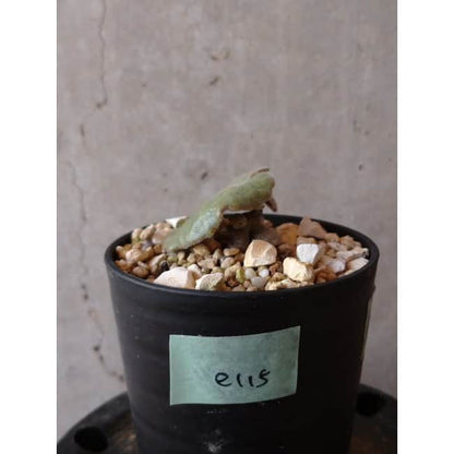 【現品限り】チレコドン・シングラリス e115 202112 Tylecodon