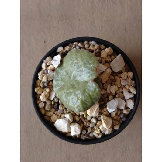 【現品限り】チレコドン・シングラリス e115 202112 Tylecodon