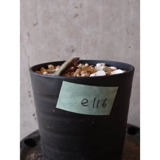 【現品限り】チレコドン・シングラリス e116 202112 Tylecodon