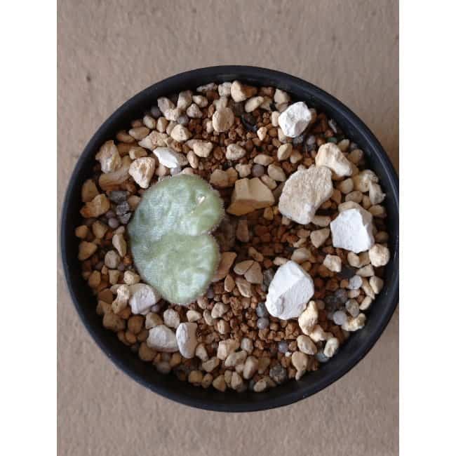 【現品限り】チレコドン・シングラリス e116 202112 Tylecodon