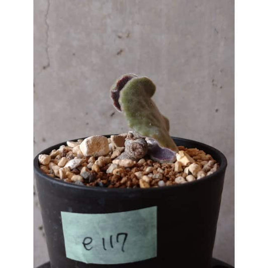 【現品限り】チレコドン・シングラリス e117 202112 Tylecodon