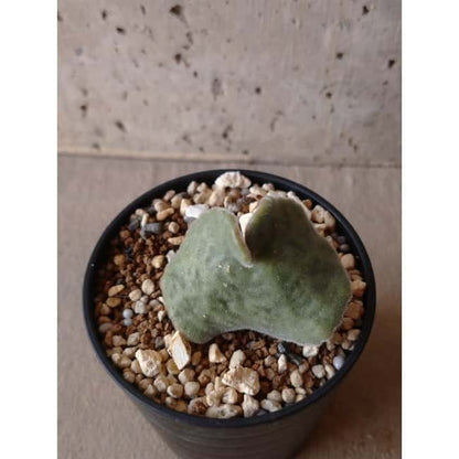 【現品限り】チレコドン・シングラリス e117 202112 Tylecodon