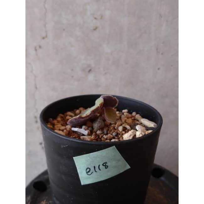 【現品限り】チレコドン・シングラリス e118 202112 Tylecodon