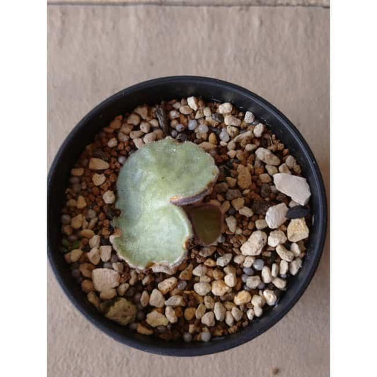 【現品限り】チレコドン・シングラリス e118 202112 Tylecodon