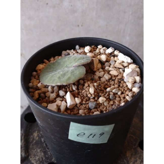 【現品限り】チレコドン・シングラリス e119 202112 Tylecodon