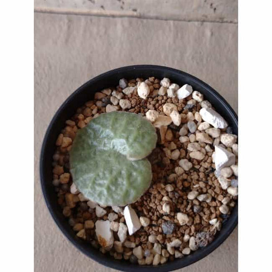 【現品限り】チレコドン・シングラリス e119 202112 Tylecodon