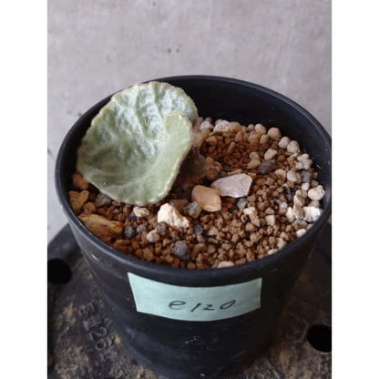 【現品限り】チレコドン・シングラリス e120 202112 Tylecodon