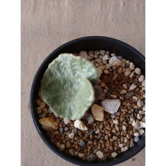 【現品限り】チレコドン・シングラリス e120 202112 Tylecodon