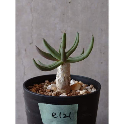 【現品限り】チレコドン・フィロポディウム e121 202112 Tylecodon