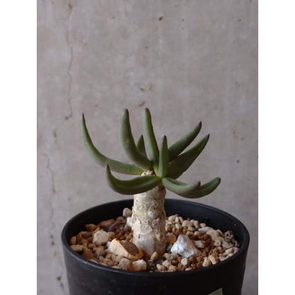 【現品限り】チレコドン・フィロポディウム e121 202112 Tylecodon