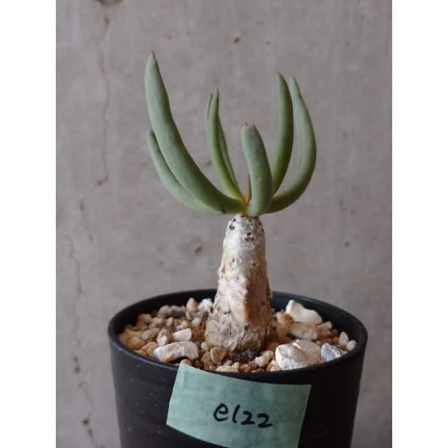 【現品限り】チレコドン・フィロポディウム e122 202112 Tylecodon