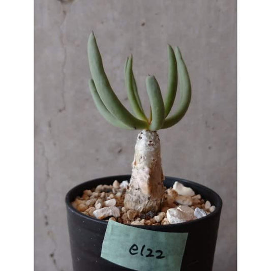 【現品限り】チレコドン・フィロポディウム e122 202112 Tylecodon