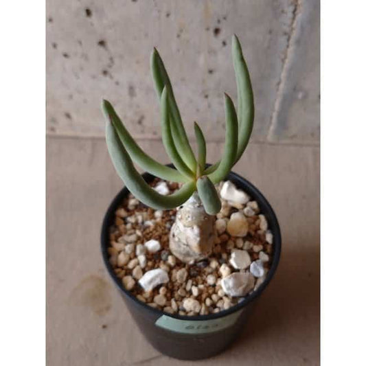 【現品限り】チレコドン・フィロポディウム e122 202112 Tylecodon